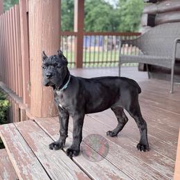Killing Joke's Straight Outa Chaos - Nyx - Black female Cane Corso puppy in Stilwell, Oklahoma from Killing Joke Kennels