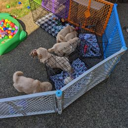 Golden Retriever Puppies from Sola Mae's Goldens