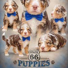 Boy 6, Blaze - Chocolate merle male Bernedoodle puppy in Delphos, Ohio from Route 66 Poodles & Doodles, Sapphire Shih-tzu's of Ohio