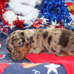 Kona - Dapple male Dachshund puppy in Staley, North Carolina from Langley Farms Dachshunds