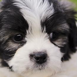 Bichon Frises and Shih Tzus from Teddy Bears of Arizona