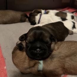Boy 2 - Shih Tzu puppy in Sugarcreek, Ohio from D’s Shih Tzu