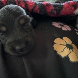 Martini - Black and cream female Dachshund puppy in Mayfield, Kentucky from H&C’s Dachshunds and Retrievers