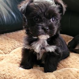 Maltese and Morkie Puppies from K and E Small Breed Puppies