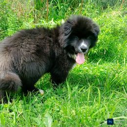 Nike - Black and white male Siberian Husky puppy in West Liberty, Ohio from Skyfallsiberians