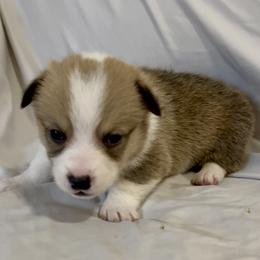 Vaporeon - Red male Pembroke Welsh Corgi puppy in Deming, New Mexico from Sylvan Lane Corgis