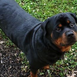 Rottweilers from Malina Robens