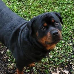 Rottweilers from Malina Robens