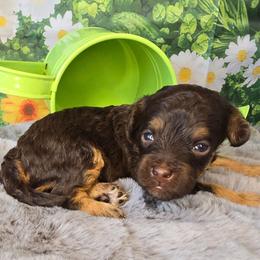 Mars - Red tri-color male Aussiedoodle puppy in Prescott Valley, Arizona from Ramirez Family Doodles