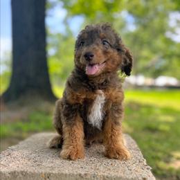 Merle - Chocolate male Goldendoodle puppy in Pittsburg, Texas from Grace Springs Goldendoodles