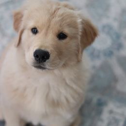 Golden Retriever Puppies from Golden Hour Golden Retrievers