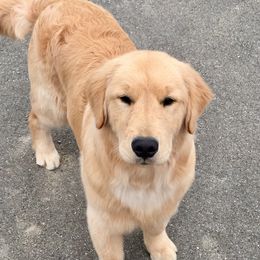 Golden Retriever Puppies from OPK GOLDENS
