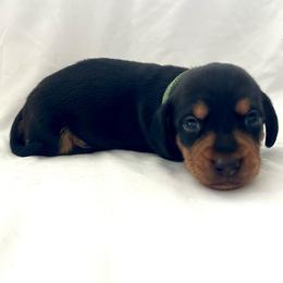 Green - Blue and tan male Dachshund puppy in Silver Springs, Florida from DeMarsh's Dachshunds