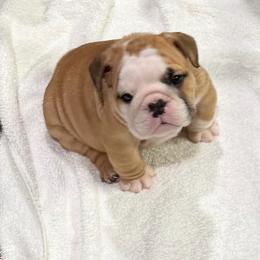 Chopper - Fawn male Bulldog puppy in Lakeland, Florida from Tenpennypups