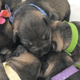 Miniature Schnauzer Puppies from MoonShadow Miniature Schnauzers