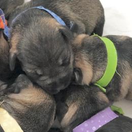 Miniature Schnauzer Puppies from MoonShadow Miniature Schnauzers