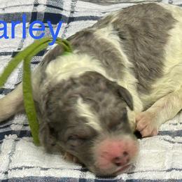 Harley - Parti male Poodle puppy in Chesapeake, Virginia from Doodle-Cove