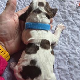 Boy 2 - male English Springer Spaniel puppy in Waynesburg, Ohio from Rebels Ridgeview Acres