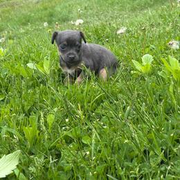 Blues - Blue and tan male Chihuahua puppy in Berwick, Pennsylvania from Maras puppies