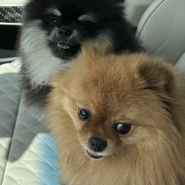Pomeranian Puppies from Glitzypoms