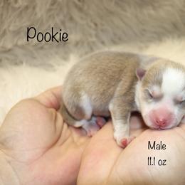 Pookie - Lavender male Pomsky puppy in Denham Springs, Louisiana from Bayouland Pomskies
