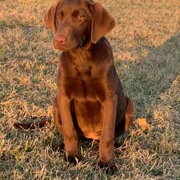 German Shorthaired Pointer and Labrador Retriever Puppies from LL Gun Dogs, LLC
