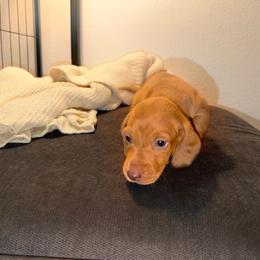 Aspen - Red male Dachshund puppy in Los Angeles, California from Dachshunds of the Desert