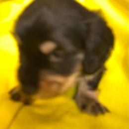 Pepe AKC full rights - Black and tan male Dachshund puppy in Elizabethtown, Kentucky from Teeny Tiny Puppy Tails