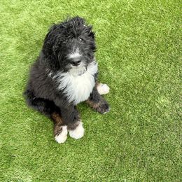 Bernedoodle Puppies from Darling Paws, LLC