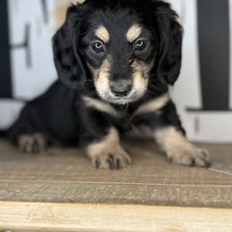 Pumpkin Pie - Black and cream female Dachshund puppy in Ava, Missouri from Beaver Creek Kennels