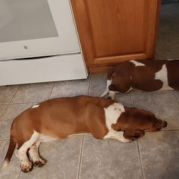 Basset Hound Puppies from Out Law Hounds Den
