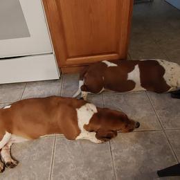 Basset Hound Puppies from Out Law Hounds Den