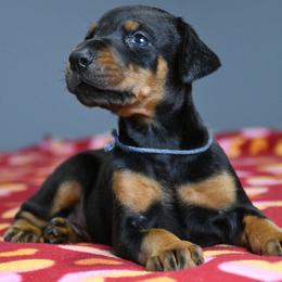 Hustler - Black and rust male Doberman Pinscher puppy in Overton, Texas from Obsidian Kennel