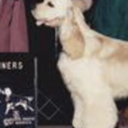 Cocker Spaniels from Sunshine Cockers