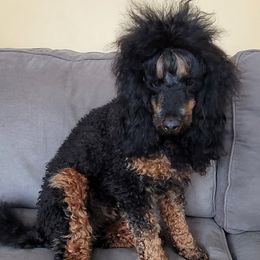 Grace - Poodle