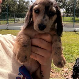 Bumbles - Dapple male Dachshund puppy in Southwest Ranches, Florida from Breezy Florida Dachshunds