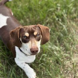 Dachshund puppies from Florida Dippin’ Dachshunds & Aussiedoodles