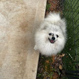 Merle - Chocolate merle male Pomeranian puppy in Randleman, North Carolina from Luxurious Poms