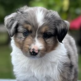 RONNIE - Miniature American Shepherd puppy from Sweetheart Aussies
