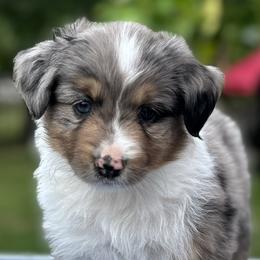 RONNIE - Miniature American Shepherd puppy from Sweetheart Aussies