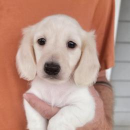 CHARLIE - Piebald male Dachshund puppy in Fort Worth, Texas from Chadwick Farms Mini Dachshunds
