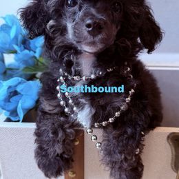Teal - Phantom female Poodle puppy in Leoma, Tennessee from Southbound Kennel