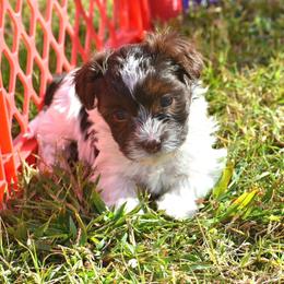 Rhiannon - Chocolate female Havanese puppy in Angier, North Carolina from Hoppy Havanese