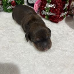 Red sable female - Sable female Dachshund puppy in Pleasant Plains, Arkansas from JGBs Dachshunds