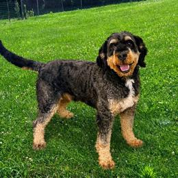 Benny - Bernedoodle