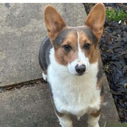 Whiskey - Pembroke Welsh Corgi
