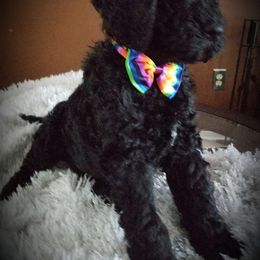 Poodle Puppies from A &A Pinedale Woods Standard Poodles