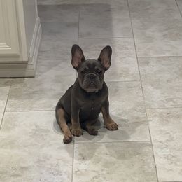 French Bulldog All Grown Up from Asia