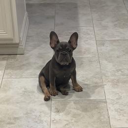 French Bulldog All Grown Up from Asia