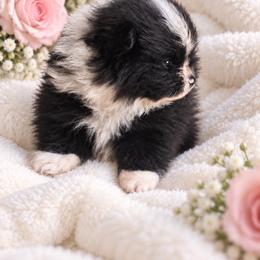 Madison - Black parti female Pomeranian puppy in Grand Prairie, Texas from D’ Pomlovers
